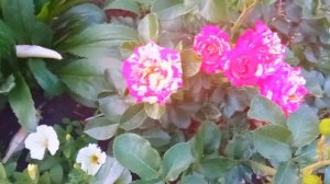 розы из магазина "Светофор".Тюменская обл. 25.07.23 г