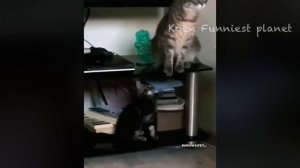 Funny Dogs And Cats Videos 2024 😅 - Best Funniest Animal Videos Of The week #8