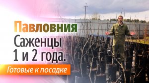 Павловния возраст 1 и 2 года. Весна 2022 года.