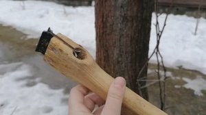 Счищаю мох и лишайники циклей с коры плодовых деревьев перед побелкой известью. апрель 2022