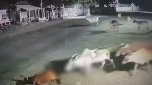 Тигр Против Львов! Битвы Животных В Дикой Природе смотреть онлайн