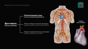 Наружная сонная артерия и её ветви
