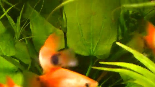 #Aquarium. Эйхорния и эхинодорус. смотреть онлайн