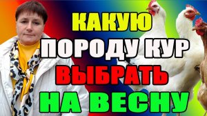 Какую породу кур выбрать на весну. ПЯТЬ моих лучших кур.