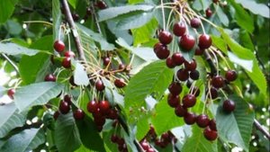 Подвой черешни – основные методы и рекомендации