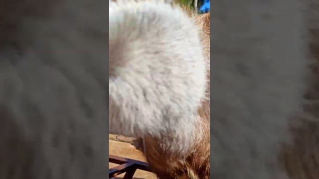 Крым сегодня, сентябрь. Тайган сафари парк.. смотреть онлайн