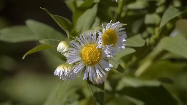 Тест оптики Nikon D810 смотреть онлайн