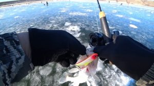 РЫБАЛКА НА ДОНУ! Рыбалка на судака! Зимняя рыбалка! СУДАК НА РАТТЛИНЫ ВИБЫ