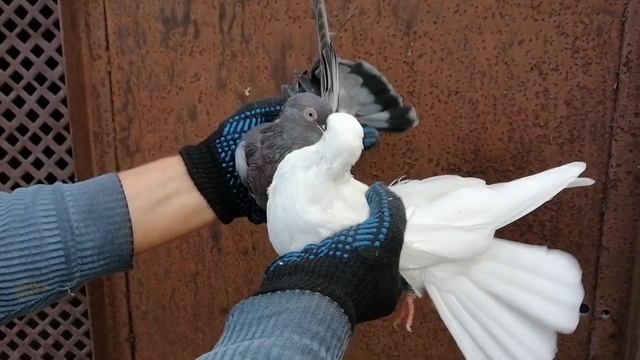 ГОЛУБИ ЛОЗОВАТСКОГО. 28 октября 2021 г.Тел.-38 050 707 57 21 смотреть онлайн