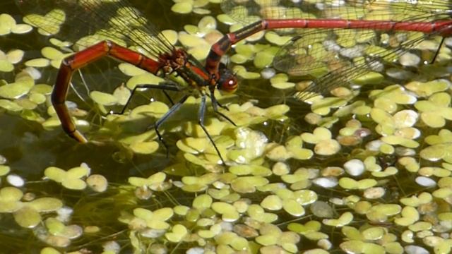 Red Damselflies - Laying eggs - Meyjarflugur - Verpa eggjum - Vatnaskordýr смотреть онлайн