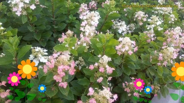 Гортензия метельчатая Дарлидо. Краткий обзор hydrangea paniculata dart's little dot Darlido смотреть онлайн