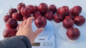 APPLE JEROMINE / ЯБЛОНЯ ЖЕРОМИНЕ