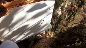 Бортевой мед Дагестана. Дикая пчела.