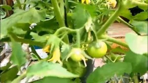 Мобильная грядка - томаты в ведрах