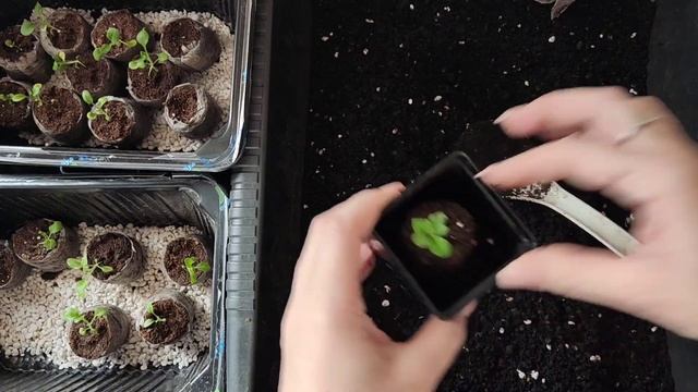 перевалка петуний из торфяных таблеток. смотреть онлайн