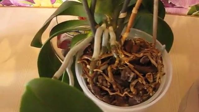 Орхидеи растут без пересадки смотреть онлайн