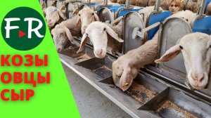 Молочные овцы породы Ассаф.  Зааненские и Альпийские козы. Производство сыра. Огромный сырный цех