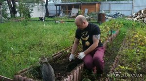 Картошка под сеном в супер грядках. Урожай.