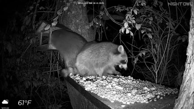 Скоро подошли еще еноты на ужин#Дикие животные#США смотреть онлайн