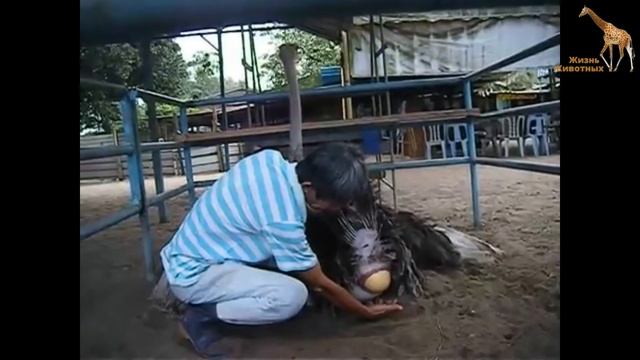 Знали Ли Вы, Как Страус Откладывает Яйца? смотреть онлайн