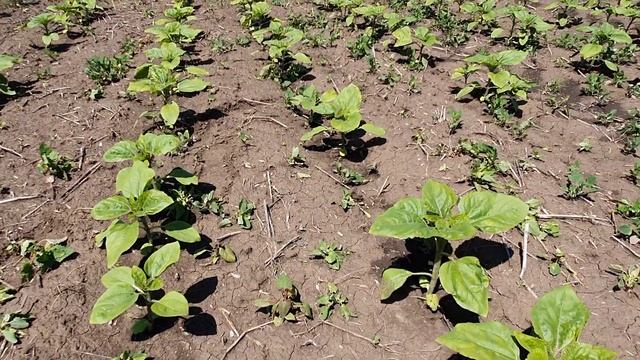 Стресс!Подсолнечник после гербицида.7й день. смотреть онлайн