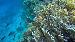 Коралловый РИФ и подводный мир отеля Stella Di Mare Beach Hotel & Spa 5* ? ЕГИПЕТ ?? ШАРМ ЕЛЬ ШЕЙХ