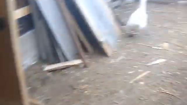 купили дойную козу.13 мая.2019.г смотреть онлайн