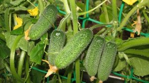 ЛУЧШИЕ СОРТА ТЕПЛИЧНЫХ ОГУРЦОВ ||  Лучших сортов огурцов