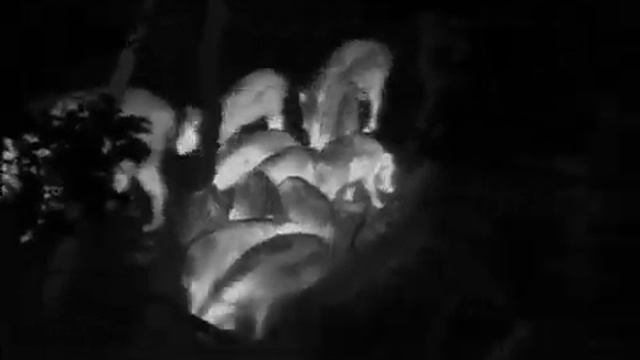 Кабаны на подкормочной площадке смотреть онлайн