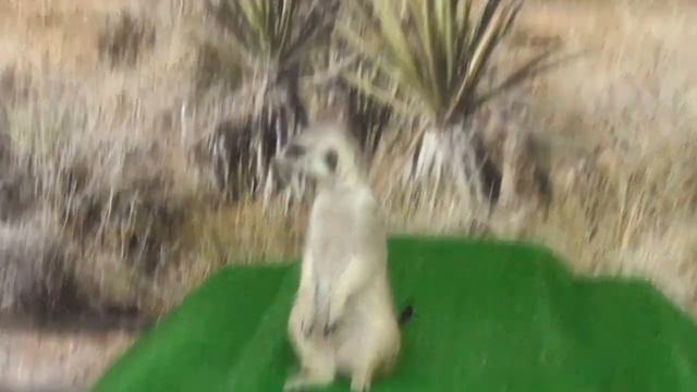 Ручной зоопарк||Кролики||Anika Love смотреть онлайн