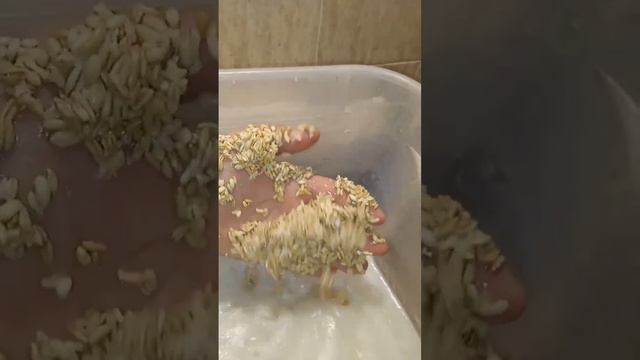 Выращивание мицелия ежовика гребенчатого. Овёс и ячменная бражка за 20 часов. смотреть онлайн