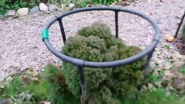 ГОТОВИМ хвойные к зиме. смотреть онлайн