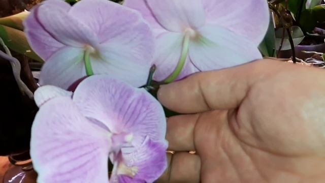 Девайсы для Орхидей | Полезные Мелочи
