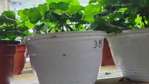 Распродажа пеларгонии. Результат укоренения черенков в кокосовые таблетки Джиффи.