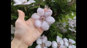 Самые неприхотливые клематисы в саду!!! Обзор цветения!!!