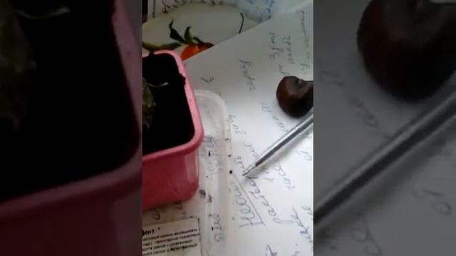 Все мои растения смотреть онлайн