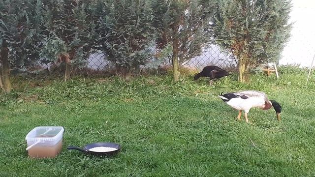 Индийский бегун, первый день смотреть онлайн