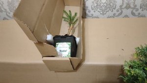 Распаковка. Спасибо Опт хоз.Тсуга канадская Нана.Туя на штамбе Випкорд.Ель Рыдал.