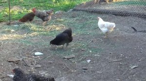 Знакомьтесь, наши курочки!/Куры Доминант/Какую породу кур выбрать