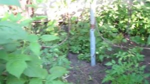 Актинидия самоплодная из семьи Actinidiaceae Van Tiegh дарит здоровье