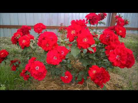 РОЗЫ.ЭФФЕКТНЫЕ КРАСНЫЕ ШРАБЫ. Roter Korsar/ Kordes Германия,Adelaide Hoodless / Канада. смотреть онлайн