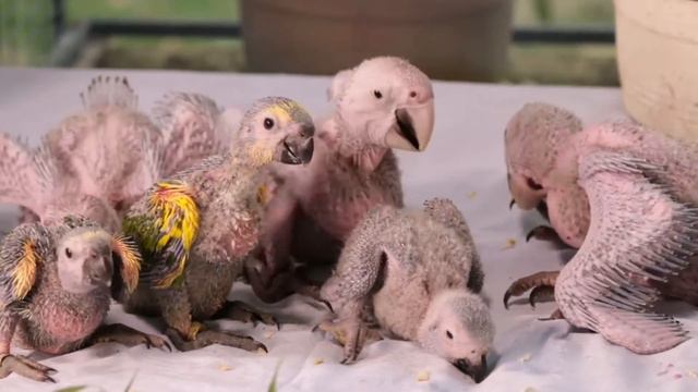 УЧИМ КАК ГОВОРЯТ ЖИВОТНЫЕ! ЦЫПЛЯТА, ЛОШАДИ, МЕДВЕДИ, СЛОНЫ, ЖИРАФЫ, КРОКАДИЛЫ, ЗЕБРЫ смотреть онлайн