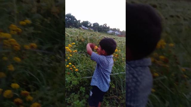 #sunflowers gardan   with           the Little faahim...💞