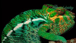 Земноводные и рептилии. Только самое интересное