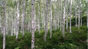 Расслабляющая музыка с пением птиц.