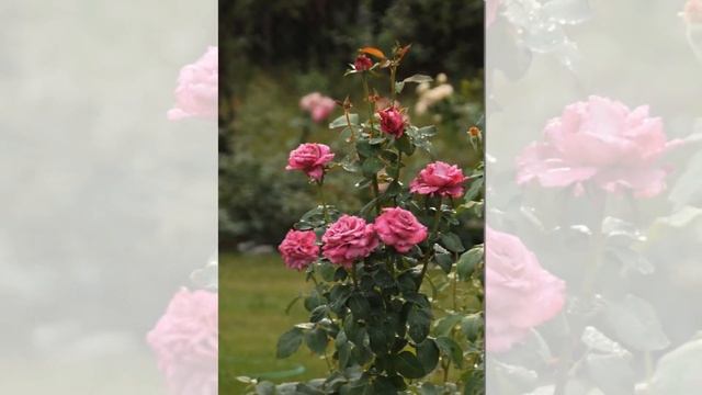 Claude Brasseur Rose, Purple rose смотреть онлайн