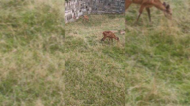 Зоопарк Вроцлав 2021 ПК версия, Wroclaw Zoo PC version смотреть онлайн