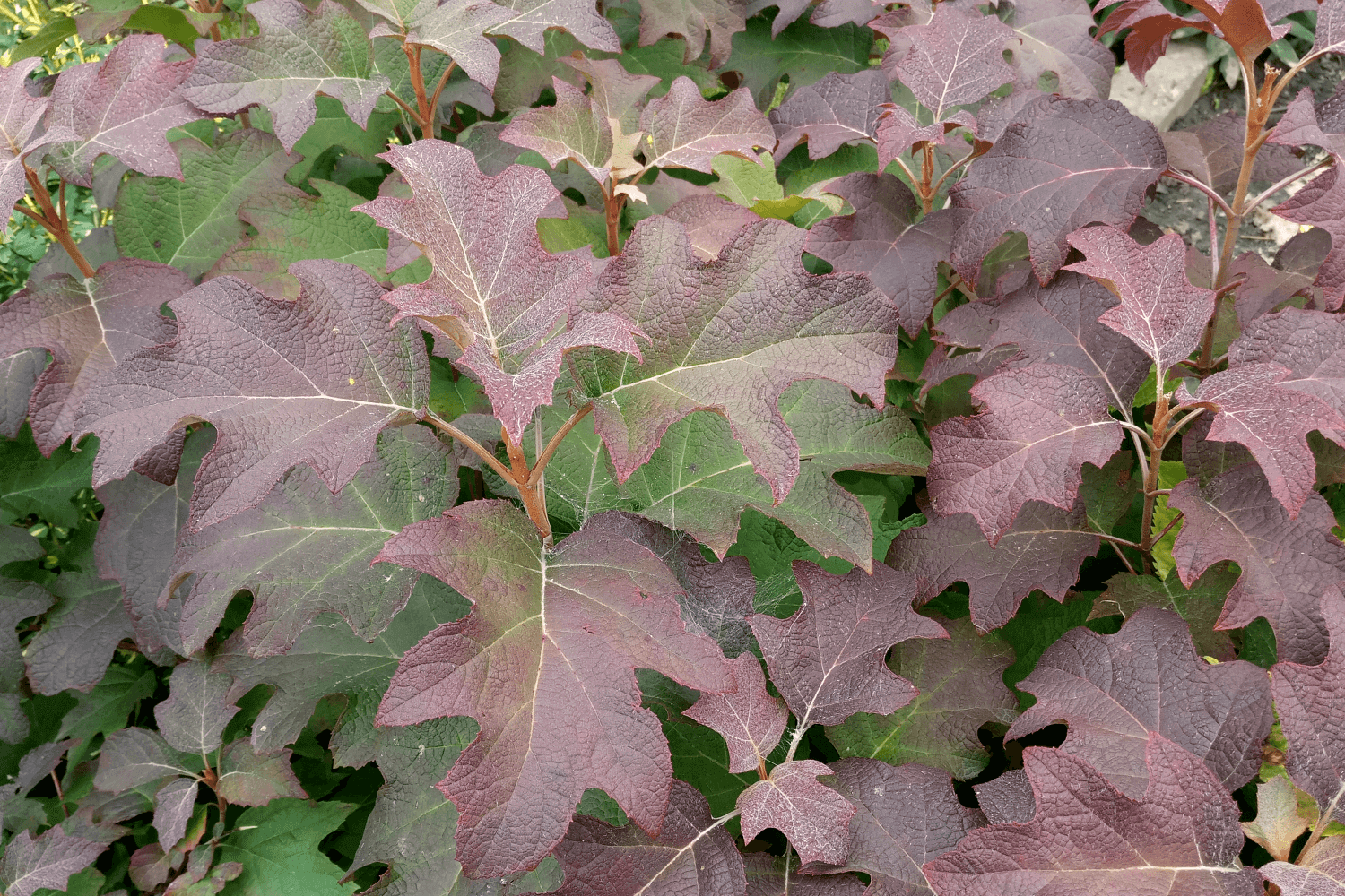 Гортензия дуболистная "Бургундия" в сентябре (Hydrangea quercifolia "Burgundy")
