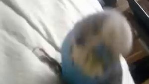 судороги у волнистого попугая