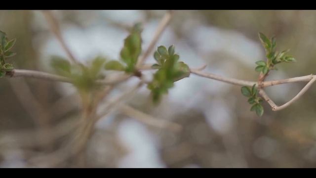 Как празднуют Пасху в Польше? смотреть онлайн